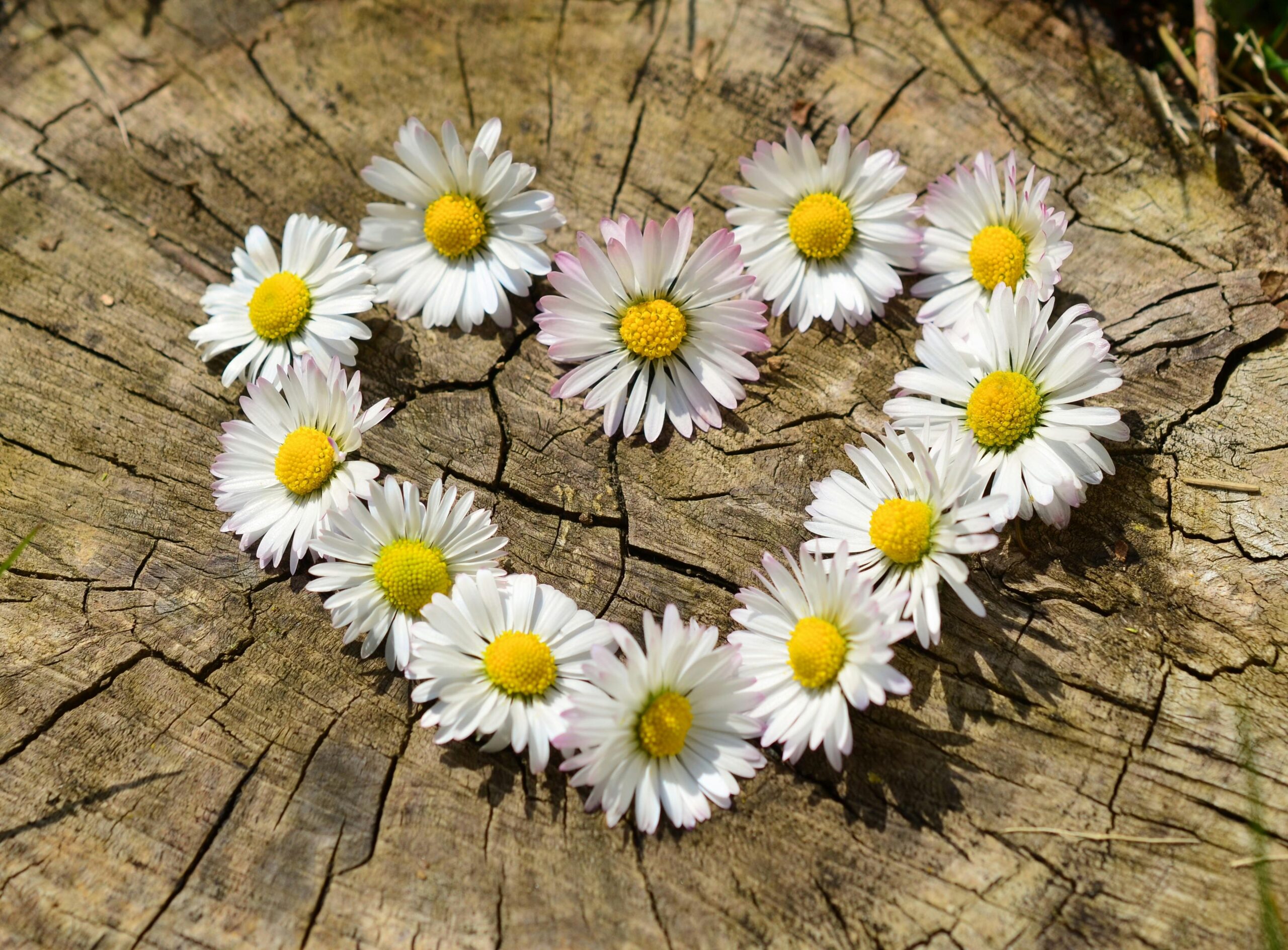 Beautiful heart of daisy flowers arranged on a rustic tree stump.