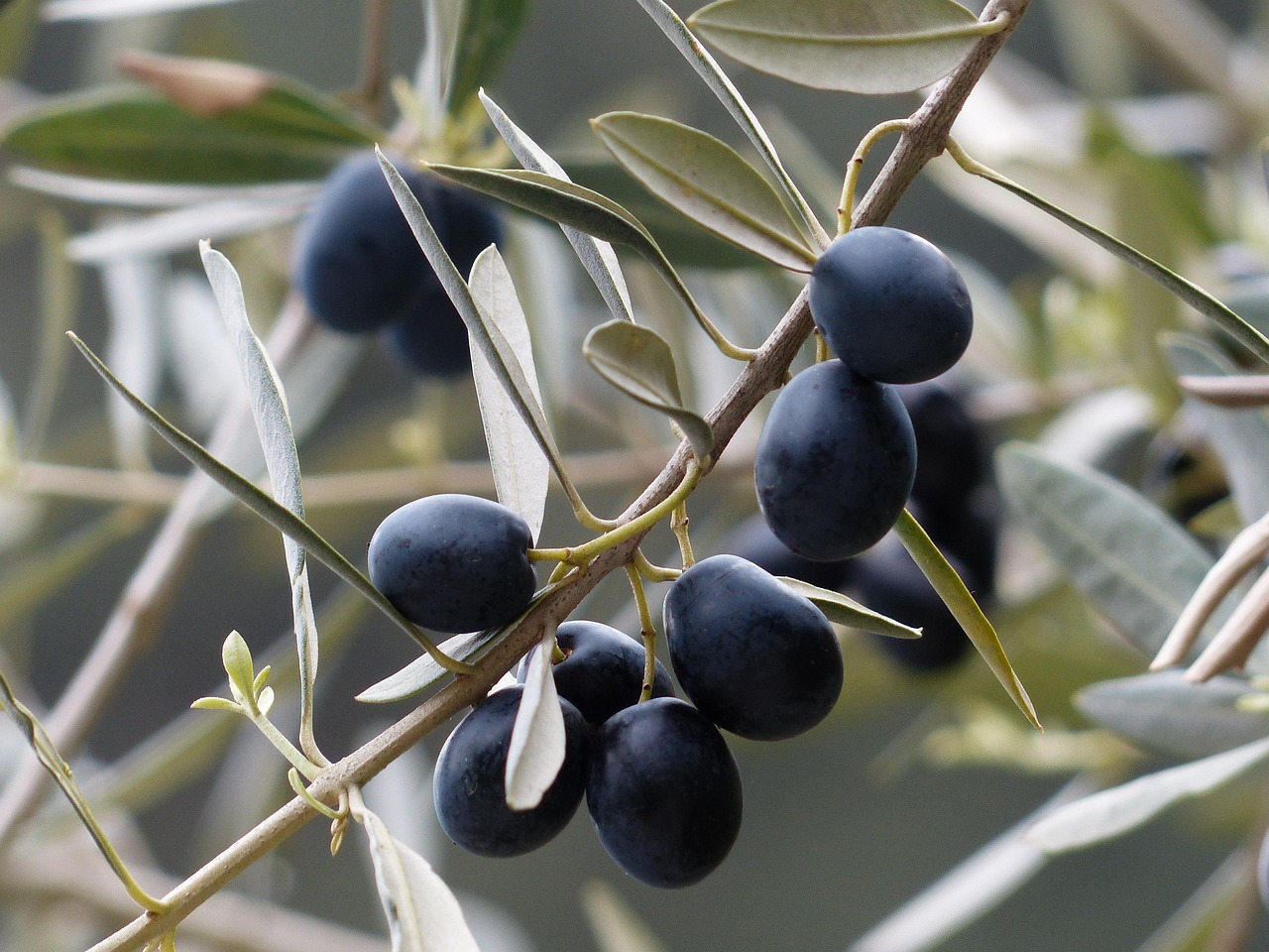 olives, olive branch, fruit, olive tree, plant, growth, olea europaea, real olive tree, nature, branch