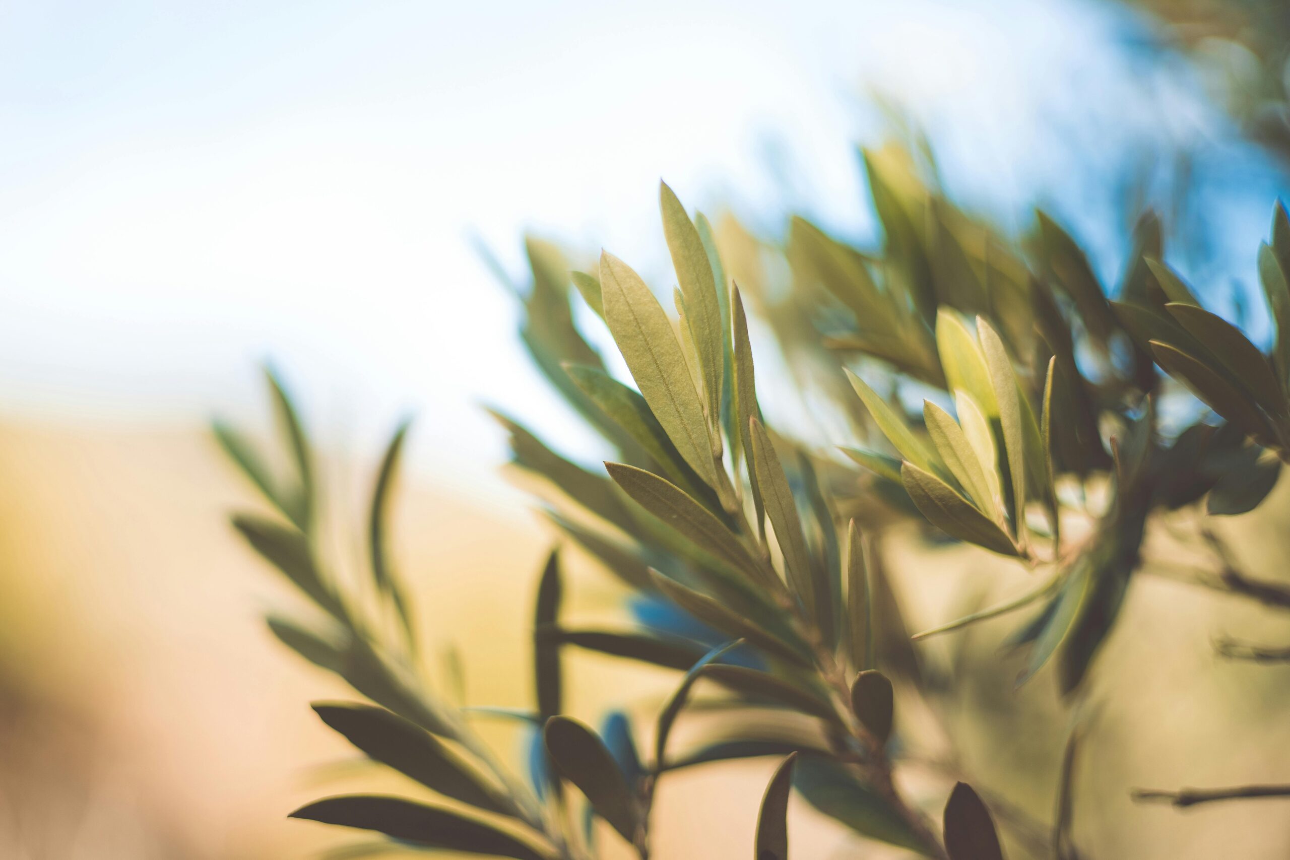 A close-up image highlighting olive tree leaves in soft focus with warm lighting.