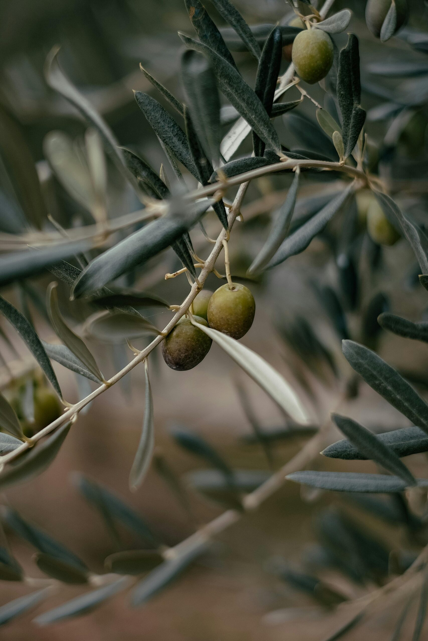 Detailed shot of olives growing on a tree branch, showcasing the natural beauty and texture of the fruit.
